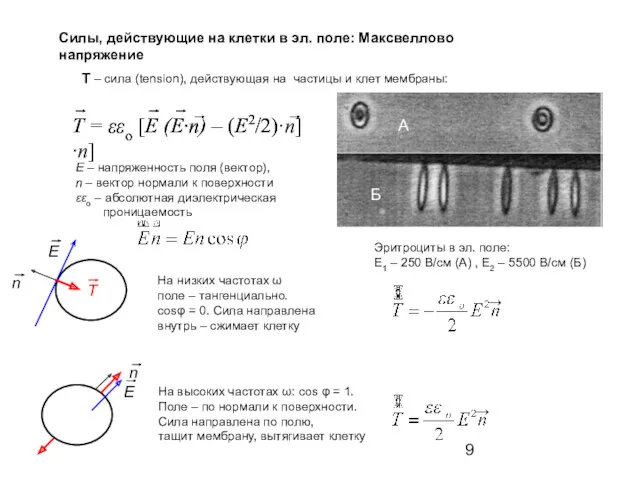 T – сила (tension), действующая на частицы и клет мембраны: