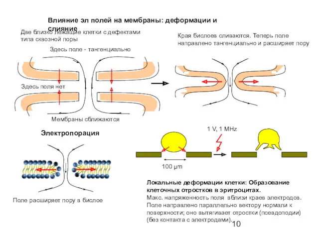 Влияние эл полей на мембраны: деформации и слияние Поле расширяет