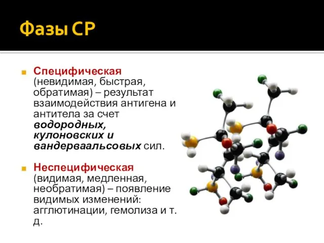 Фазы СР Специфическая (невидимая, быстрая, обратимая) – результат взаимодействия антигена и антитела за