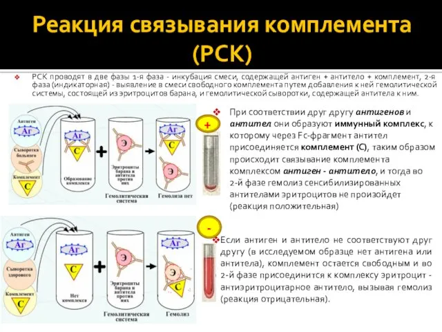 Реакция связывания комплемента (РСК) PCK проводят в две фазы 1-я фаза - инкубация