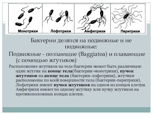 Бактерии делятся на подвижные и не подвижные: Подвижные - ползающие