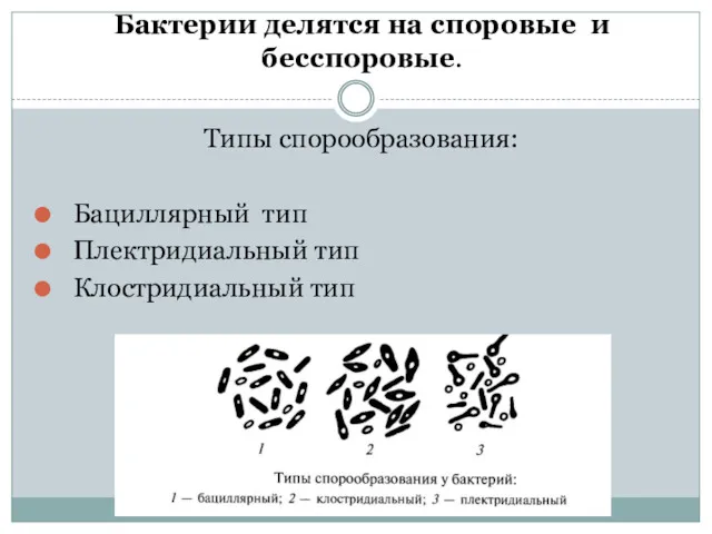 Типы спорообразования: Бациллярный тип Плектридиальный тип Клостридиальный тип Бактерии делятся на споровые и бесспоровые.