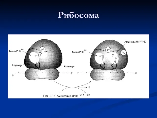 Рибосома