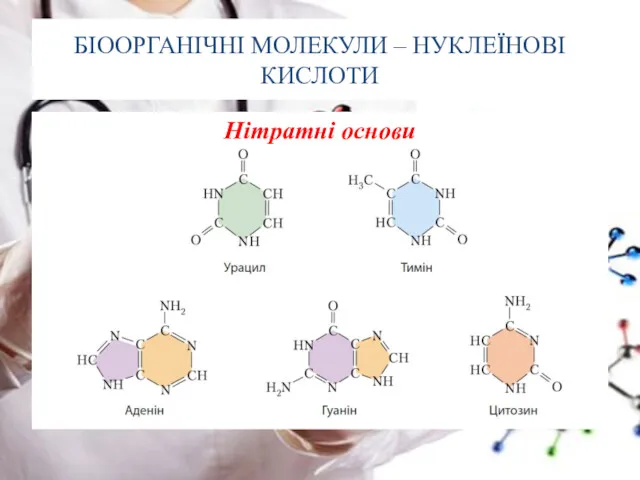 БІООРГАНІЧНІ МОЛЕКУЛИ – НУКЛЕЇНОВІ КИСЛОТИ Нітратні основи