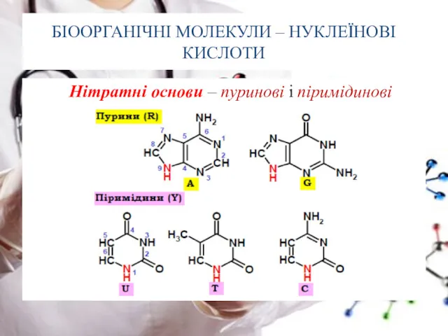 БІООРГАНІЧНІ МОЛЕКУЛИ – НУКЛЕЇНОВІ КИСЛОТИ Нітратні основи – пуринові і піримідинові