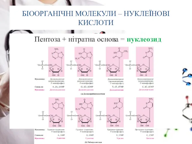 БІООРГАНІЧНІ МОЛЕКУЛИ – НУКЛЕЇНОВІ КИСЛОТИ Пентоза + нітратна основа = нуклеозид