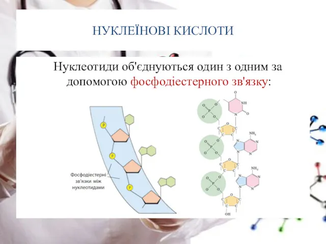 НУКЛЕЇНОВІ КИСЛОТИ Нуклеотиди об'єднуються один з одним за допомогою фосфодіестерного зв'язку: