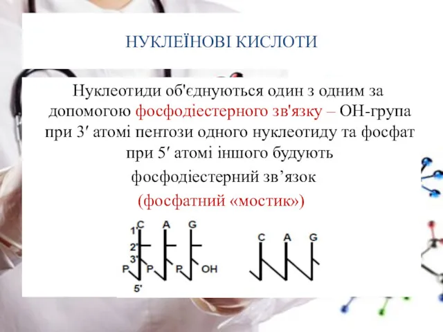 НУКЛЕЇНОВІ КИСЛОТИ Нуклеотиди об'єднуються один з одним за допомогою фосфодіестерного