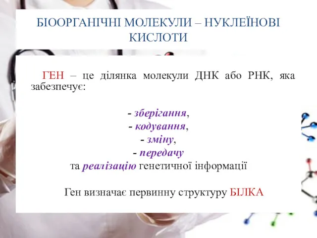 БІООРГАНІЧНІ МОЛЕКУЛИ – НУКЛЕЇНОВІ КИСЛОТИ ГЕН – це ділянка молекули