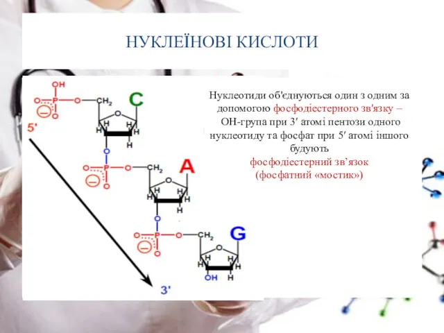 НУКЛЕЇНОВІ КИСЛОТИ Нуклеотиди об'єднуються один з одним за допомогою фосфодіестерного