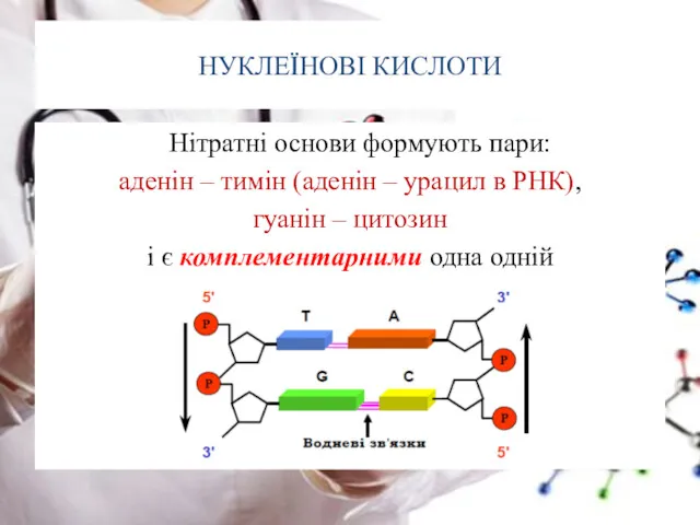 НУКЛЕЇНОВІ КИСЛОТИ Нітратні основи формують пари: аденін – тимін (аденін