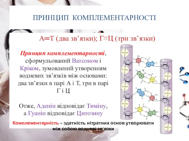 ПРИНЦИП КОМПЛЕМЕНТАРНОСТІ А═Т (два зв’язки); Г≡Ц (три зв’язки) Принцип комплементарності,