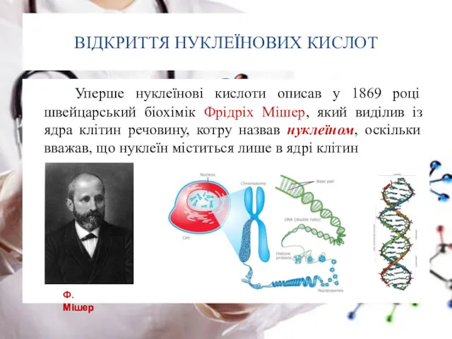 ВІДКРИТТЯ НУКЛЕЇНОВИХ КИСЛОТ Уперше нуклеїнові кислоти описав у 1869 році