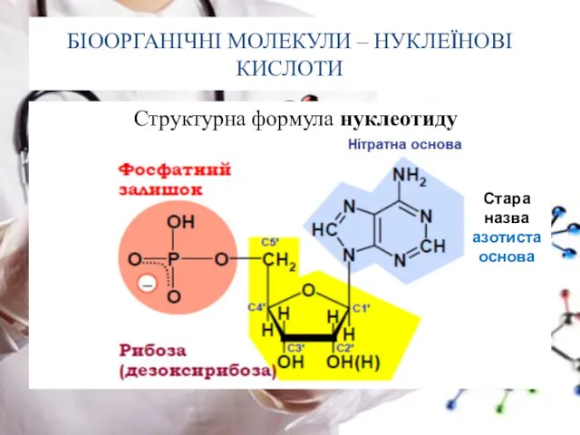 БІООРГАНІЧНІ МОЛЕКУЛИ – НУКЛЕЇНОВІ КИСЛОТИ Структурна формула нуклеотиду Стара назва азотиста основа