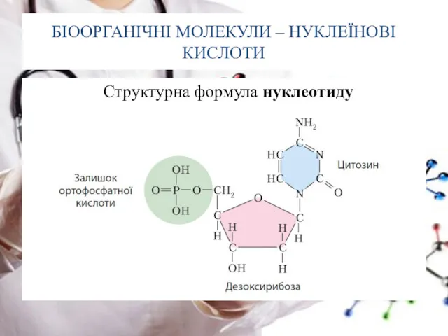 БІООРГАНІЧНІ МОЛЕКУЛИ – НУКЛЕЇНОВІ КИСЛОТИ Структурна формула нуклеотиду