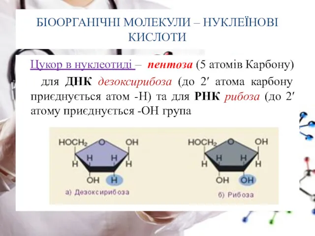 БІООРГАНІЧНІ МОЛЕКУЛИ – НУКЛЕЇНОВІ КИСЛОТИ Цукор в нуклеотиді – пентоза