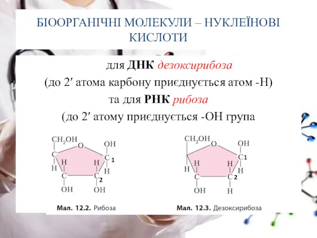 БІООРГАНІЧНІ МОЛЕКУЛИ – НУКЛЕЇНОВІ КИСЛОТИ для ДНК дезоксирибоза (до 2ʹ