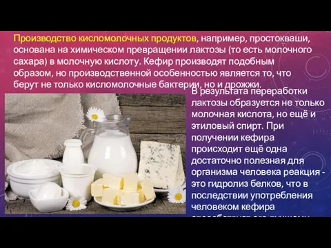 Производство кисломолочных продуктов, например, простокваши, основана на химическом превращении лактозы