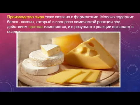 Производство сыра тоже связано с ферментами. Молоко содержит белок -