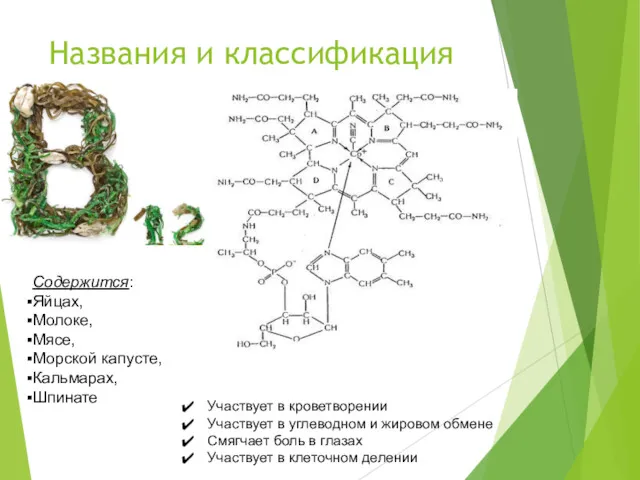 Названия и классификация Участвует в кроветворении Участвует в углеводном и