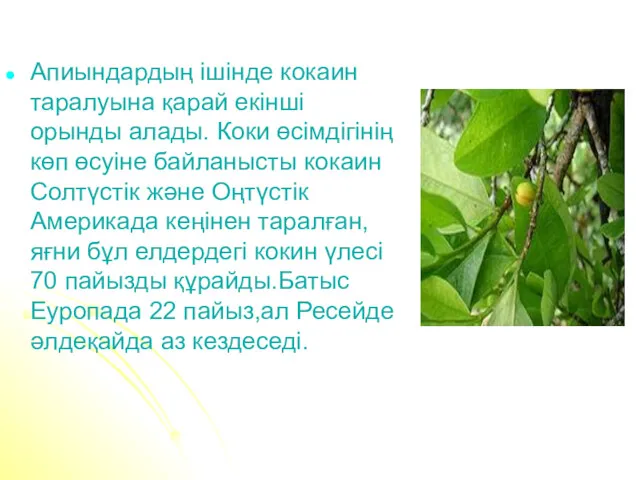 Апиындардың ішінде кокаин таралуына қарай екінші орынды алады. Коки өсімдігінің