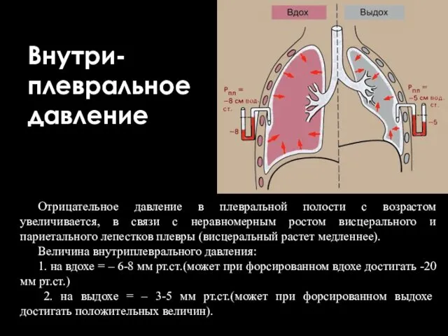 Внутри- плевральное давление Отрицательное давление в плевральной полости с возрастом