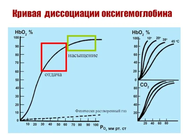 Кривая диссоциации оксигемоглобина отдача насыщение Физически растворенный газ