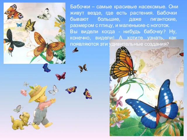 Бабочки – самые красивые насекомые. Они живут везде, где есть растения. Бабочки бывают