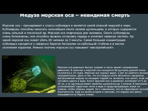 Медуза морская оса – невидимая смерть Морская оса – принадлежит к классу кубомедуз