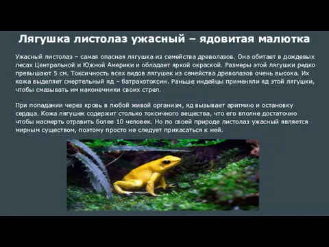 Лягушка листолаз ужасный – ядовитая малютка Ужасный листолаз – самая