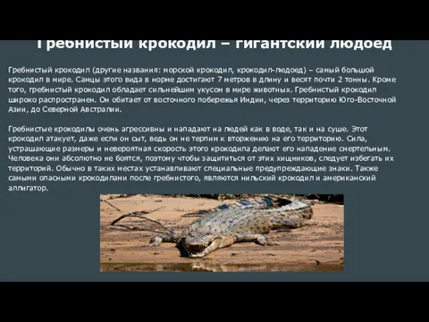 Гребнистый крокодил – гигантский людоед Гребнистый крокодил (другие названия: морской крокодил, крокодил-людоед) –