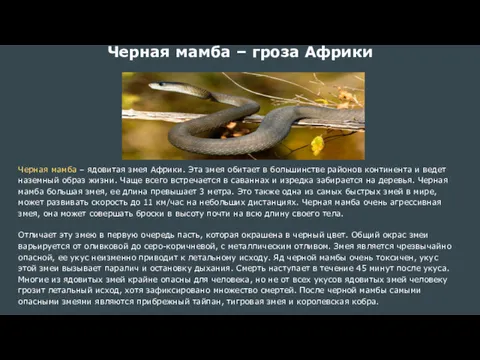 Черная мамба – гроза Африки Черная мамба – ядовитая змея Африки. Эта змея