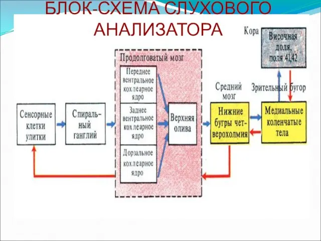 БЛОК-СХЕМА СЛУХОВОГО АНАЛИЗАТОРА