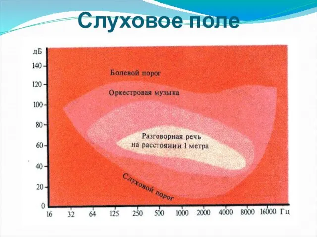 Слуховое поле