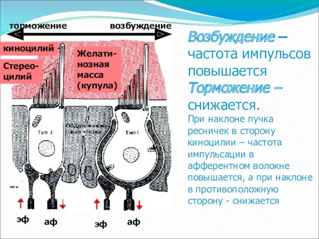 возбуждение торможение Желати- нозная масса (купула) киноцилий Стерео- цилий эф