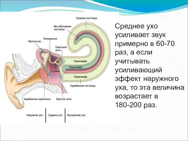 Среднее ухо усиливает звук примерно в 60-70 раз, а если