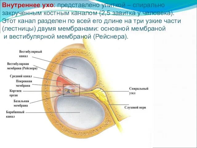 Внутреннее ухо: представлено улиткой – спирально закрученным костным каналом (2,5