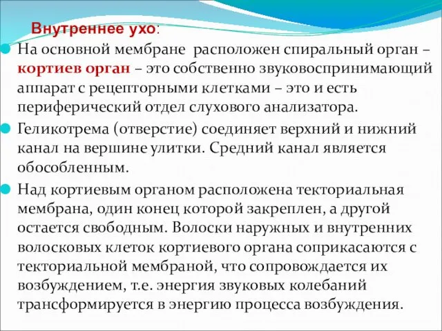 Внутреннее ухо: На основной мембране расположен спиральный орган – кортиев