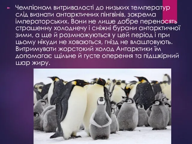 Чемпіоном витривалості до низьких температур слід визнати антарктичних пінгвінів, зокрема