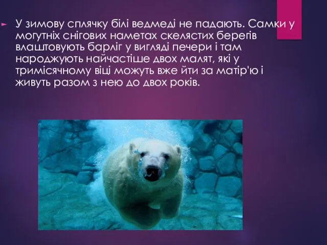 У зимову сплячку білі ведмеді не падають. Самки у могутніх