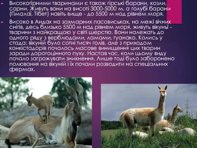 Високогірними тваринами є також гірські барани, козли, сарни. Живуть вони