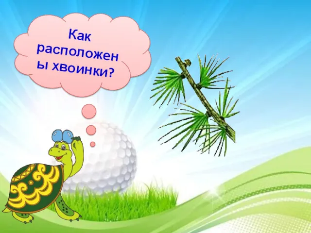 Как расположены хвоинки?