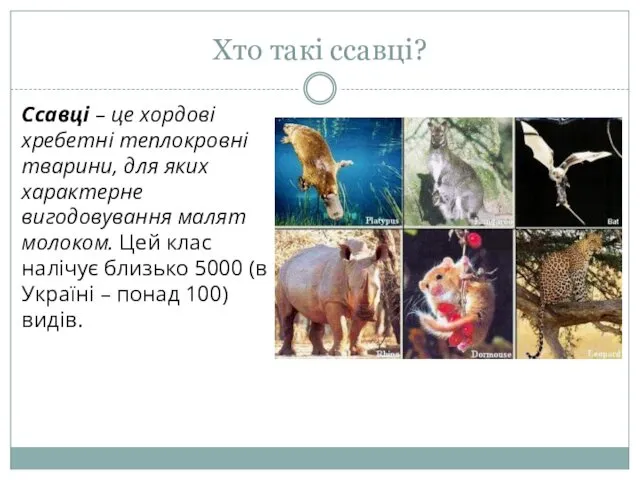 Хто такі ссавці? Ссавці – це хордові хребетні теплокровні тварини,