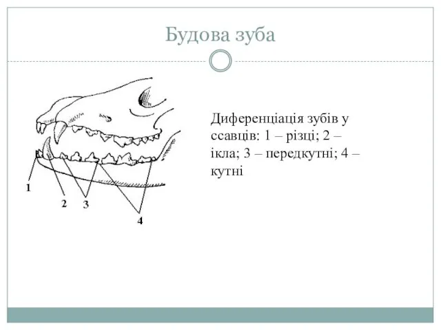 Будова зуба Диференціація зубів у ссавців: 1 – різці; 2 – ікла; 3