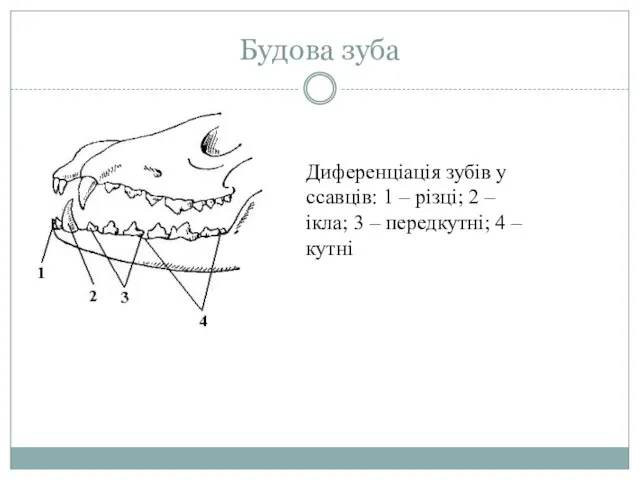 Будова зуба Диференціація зубів у ссавців: 1 – різці; 2