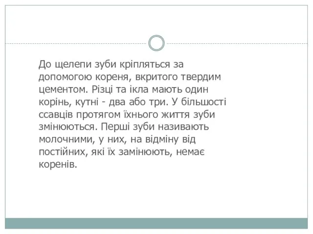 До щелепи зуби кріпляться за допомогою кореня, вкритого твер­дим цементом.