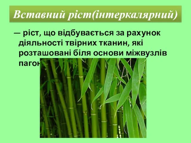 Вставний ріст(інтеркалярний) — ріст, що відбувається за рахунок діяльності твірних