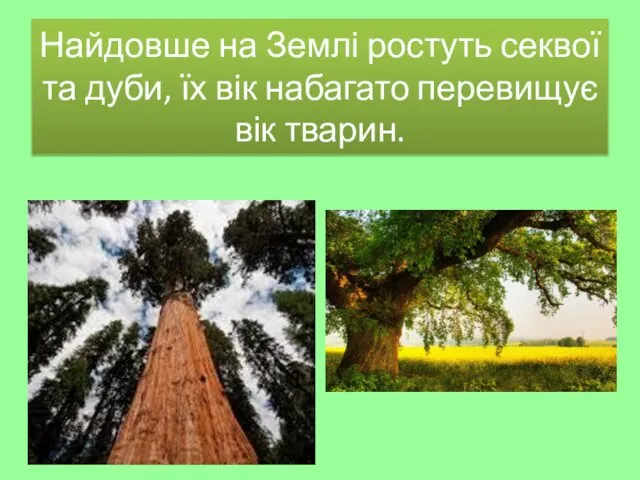 Найдовше на Землі ростуть секвої та дуби, їх вік набагато перевищує вік тварин.