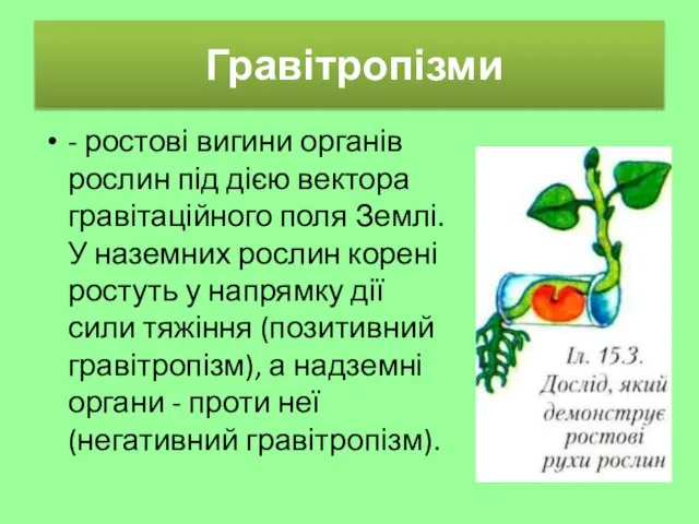 Гравітропізми - ростові вигини органів рослин під дією вектора гравітаційного