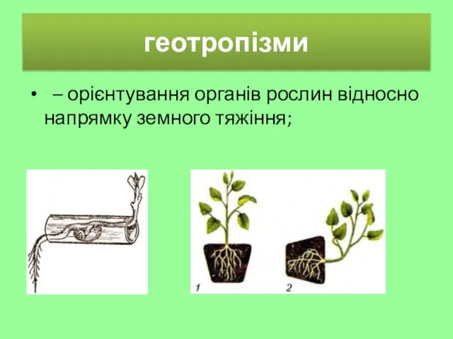 геотропізми – орієнтування органів рослин відносно напрямку земного тяжіння;